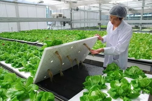 植物补光,什么是植物补光 植物补光的最新报道