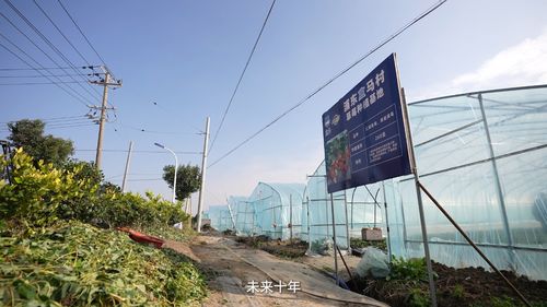 与时争 鲜 一颗草莓的盒马之旅